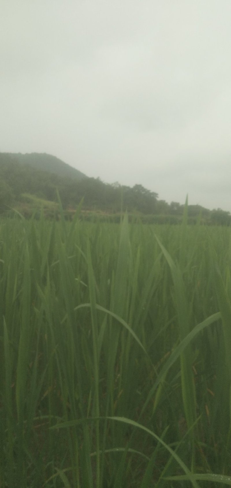 茭白量大质优产地直发