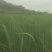 茭白量大质优产地直发