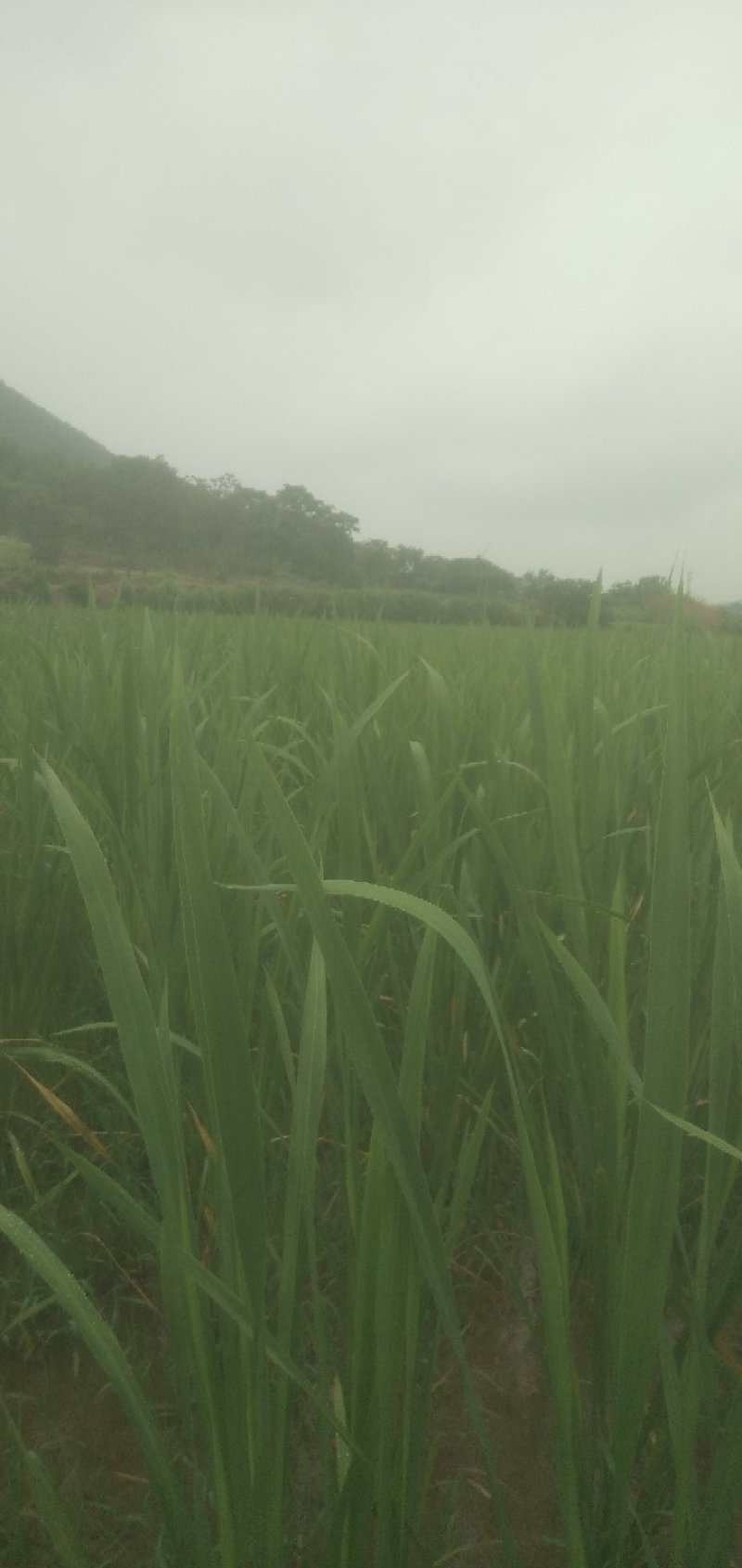 茭白量大质优产地直发