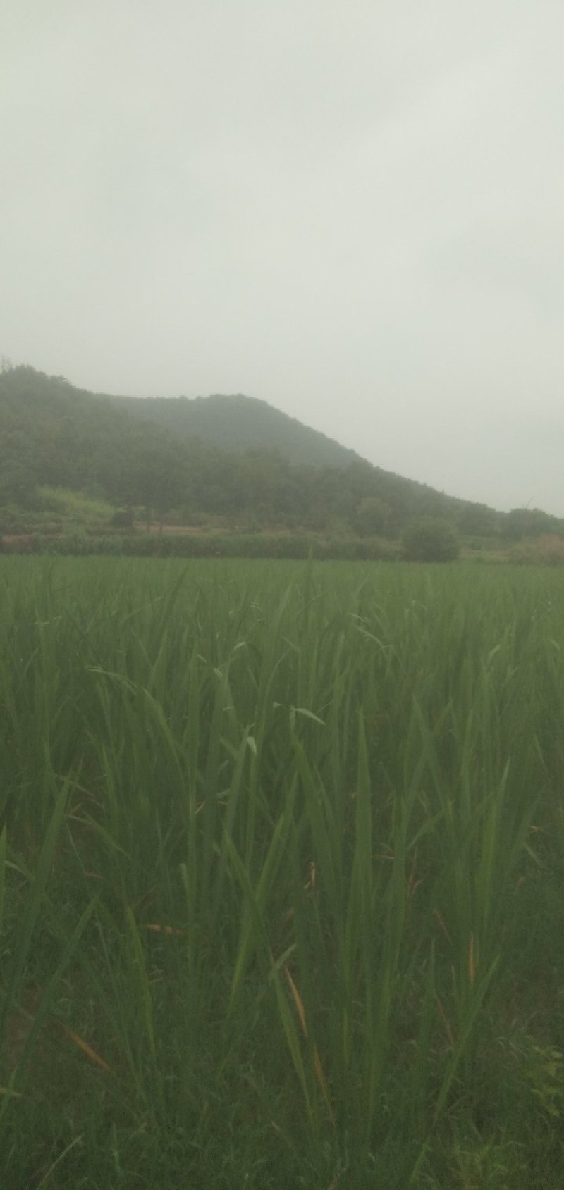 茭白量大质优产地直发