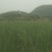 茭白量大质优产地直发
