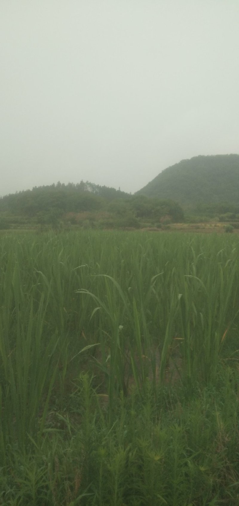 茭白量大质优产地直发
