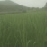 茭白量大质优产地直发