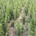 胶东卫矛供应