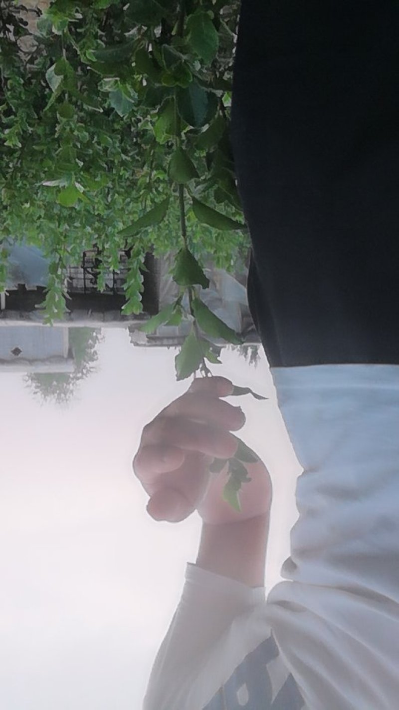 胶东卫矛供应