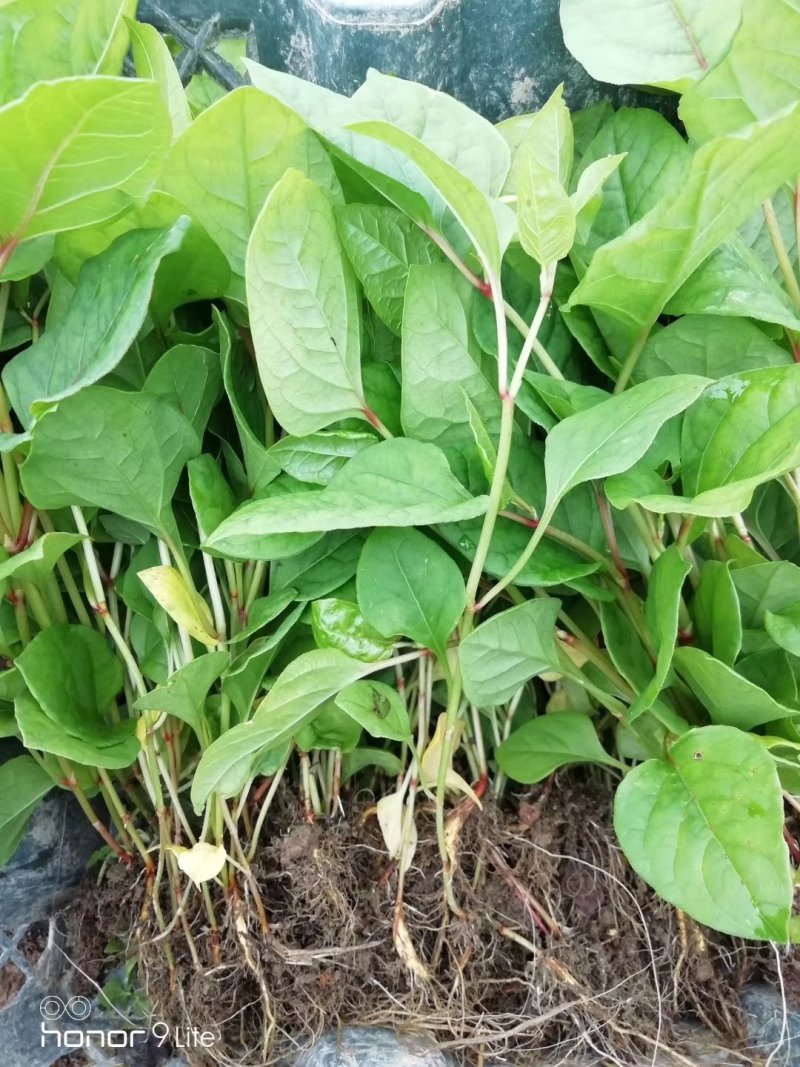 虎杖苗
