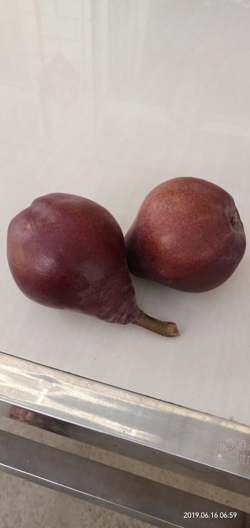 特早熟大头梨