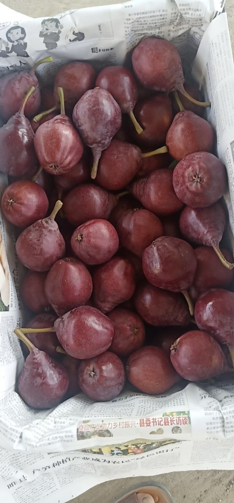 特早熟大头梨