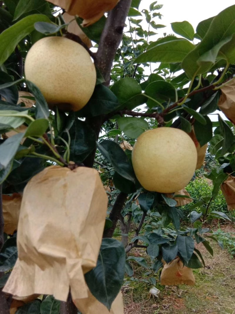 丰水梨，园红梨，250~300g起，纸袋，上市了