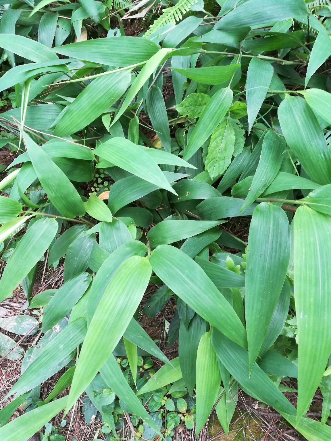 淡竹叶 Dan Zhu Ye / Herba lophatheri /Lophatherum stem & leaves / Common ...