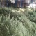 艾草精油客家艾草，