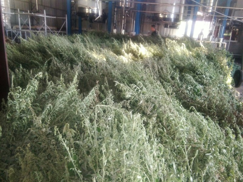 艾草精油客家艾草，
