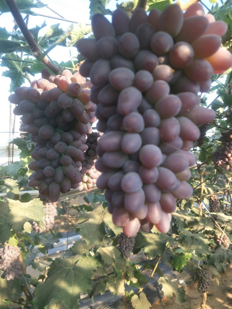 着色香葡萄