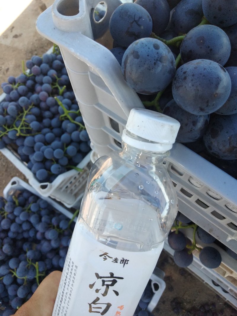 夏黑葡萄大量上市！承接批发，商超，摊位欢迎联系。