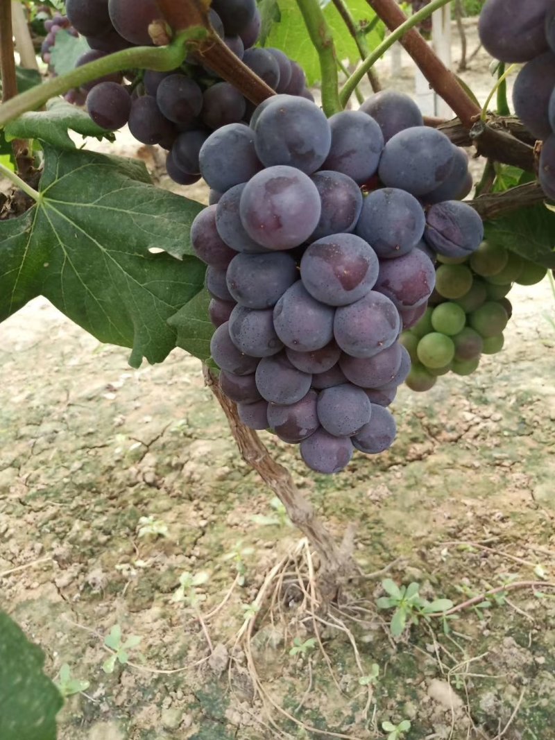 大棚藤稔葡萄大量上市
