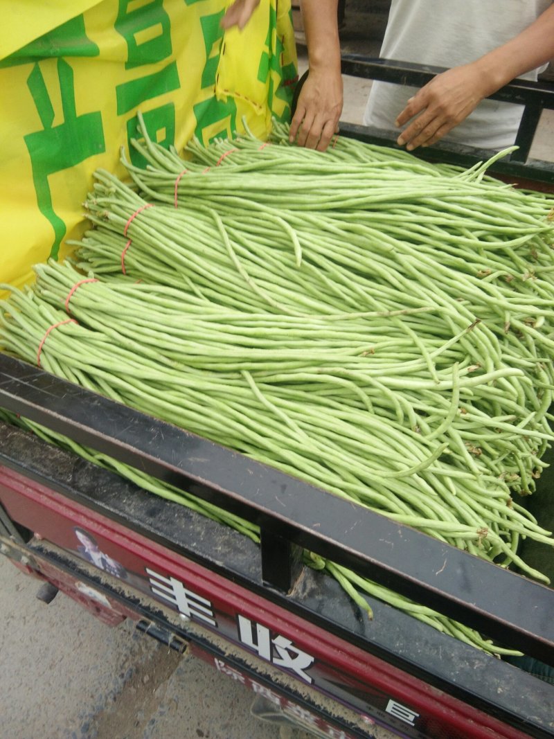 长豆角大量上市中，优质服务，优质包装