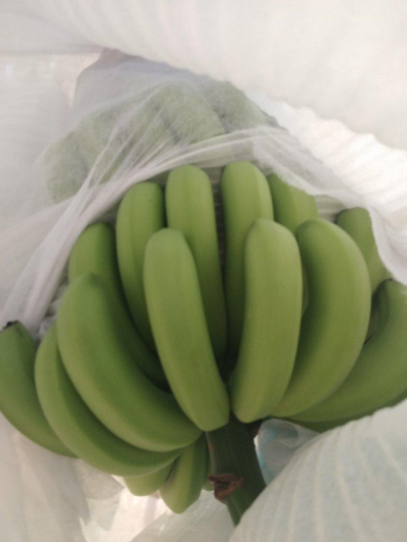 巴西香蕉
