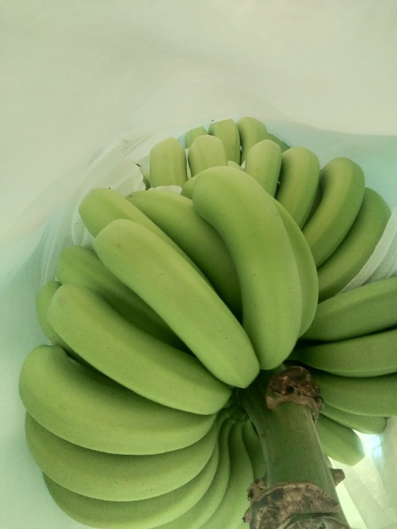 巴西香蕉