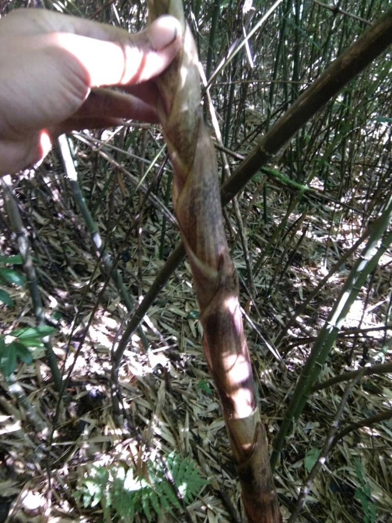 八月笋