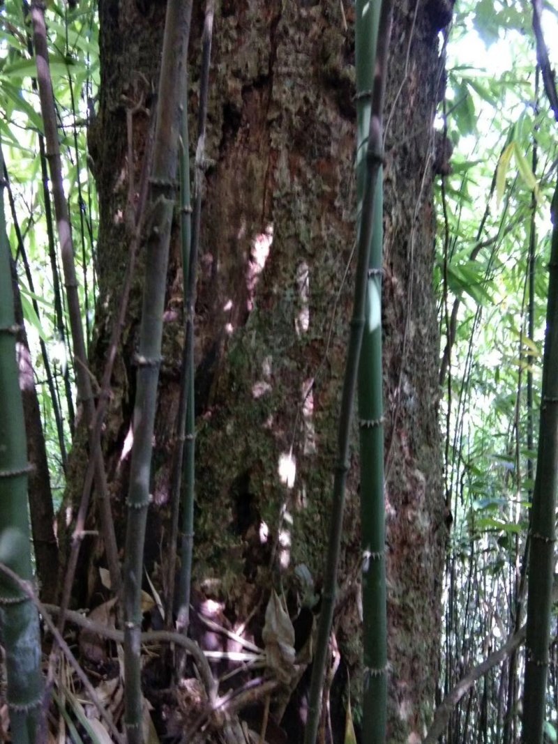 八月笋