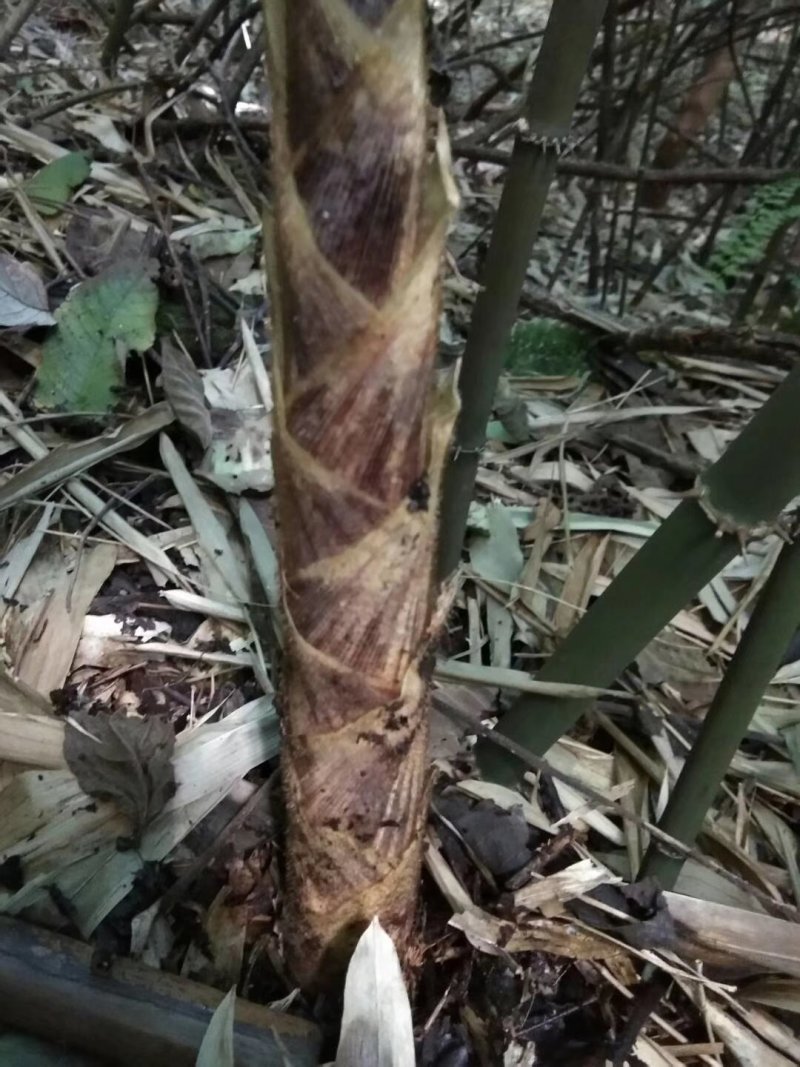 八月笋