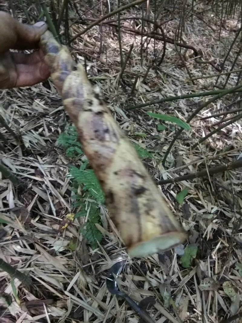 八月笋