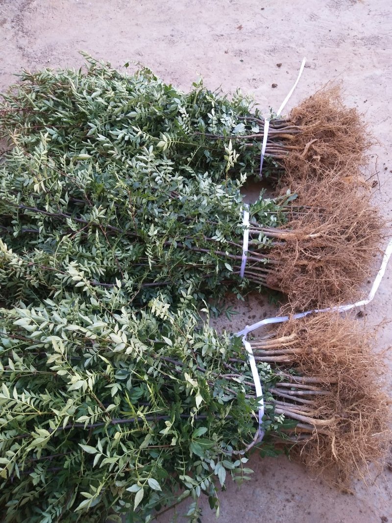 大红袍花椒苗贡椒苗，雪椒，九叶青椒，基地直发可批发零售