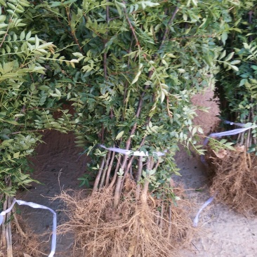 大红袍花椒苗贡椒苗，雪椒，九叶青椒，基地直发可批发零售