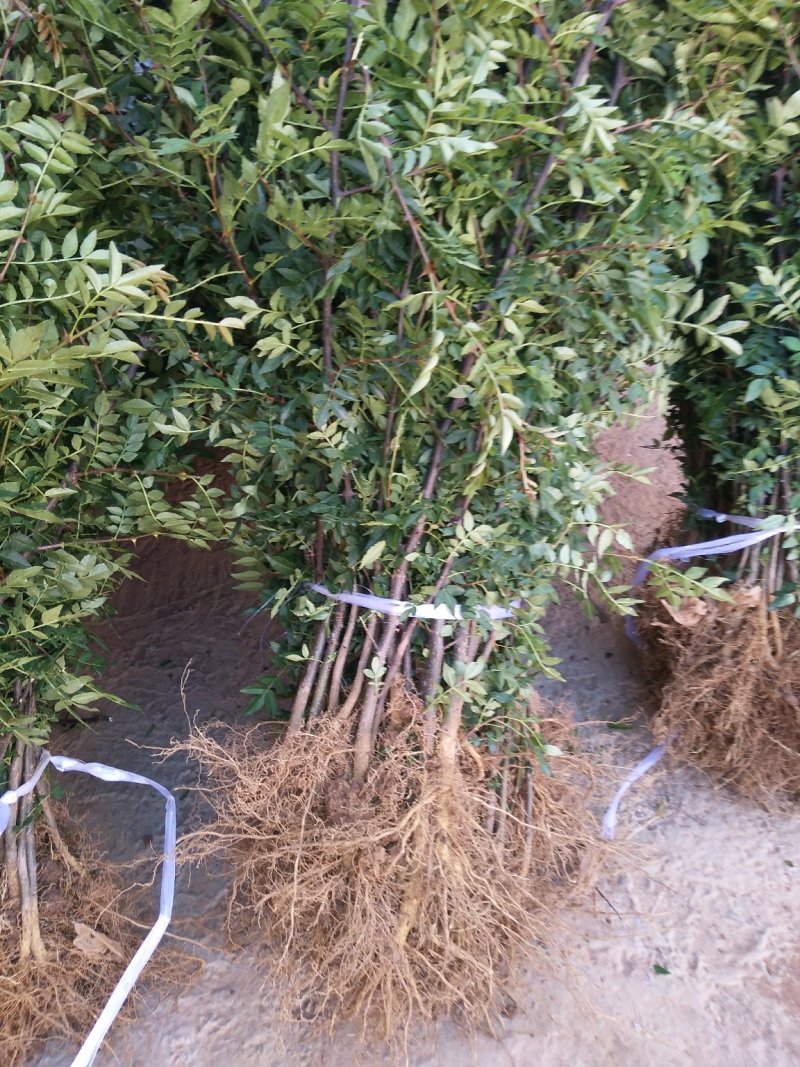 大红袍花椒苗贡椒苗，雪椒，九叶青椒，基地直发可批发零售