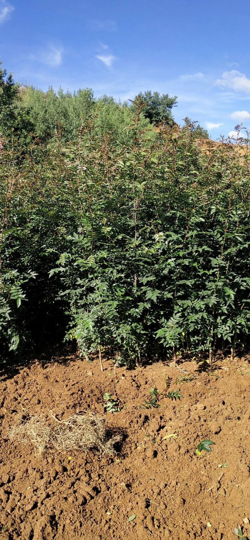 大红袍花椒苗贡椒苗，雪椒，九叶青椒，基地直发可批发零售