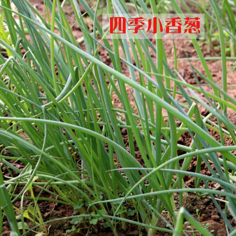 四季小香葱种子小香葱种子耐热耐寒庭院田园菜园蔬菜种子