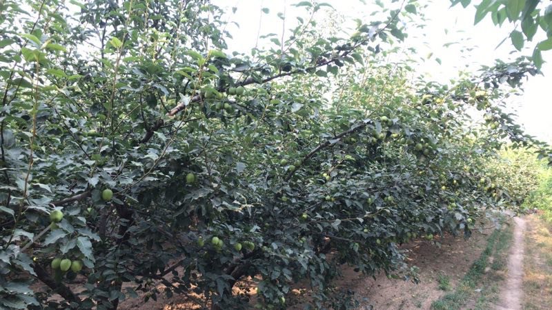 大量供应早熟梨65起2.3