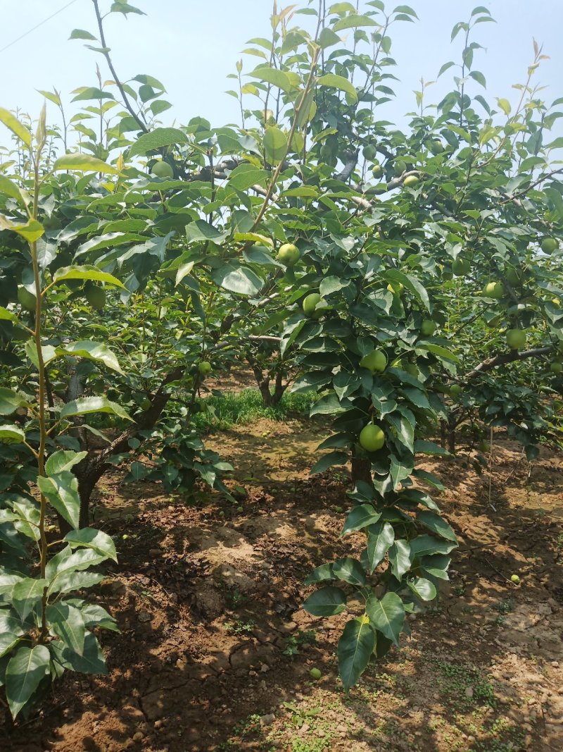 大量供应早熟梨65起2.3