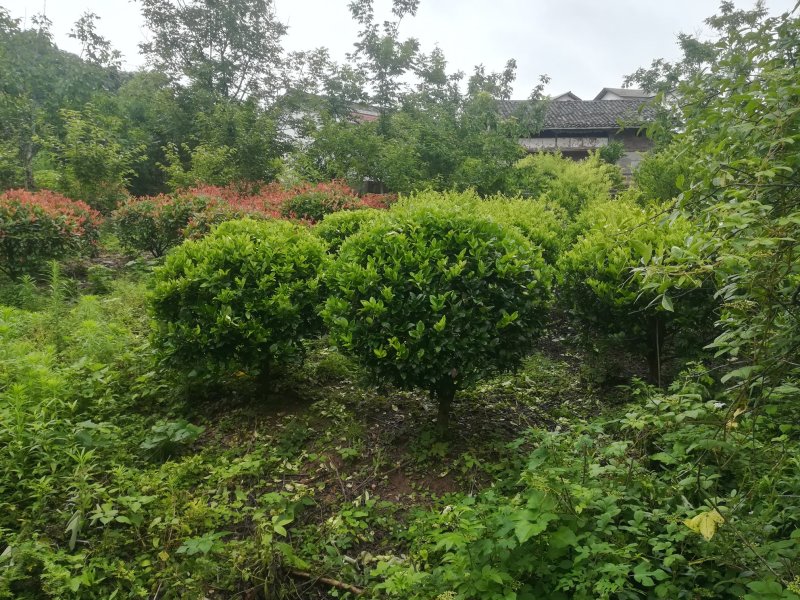 精品金森女贞球