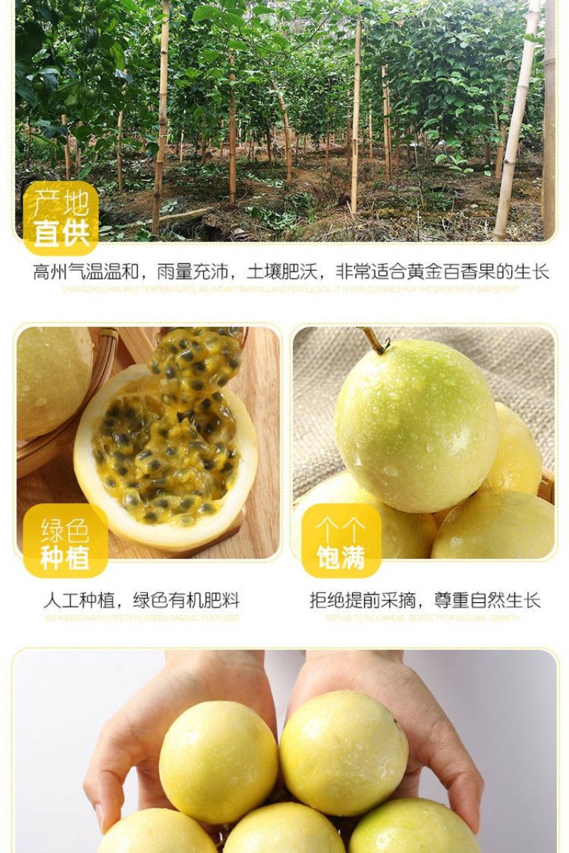 黄金百香果微商电商一件代发