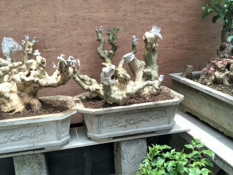 紫薇阳台桩和盆景装。