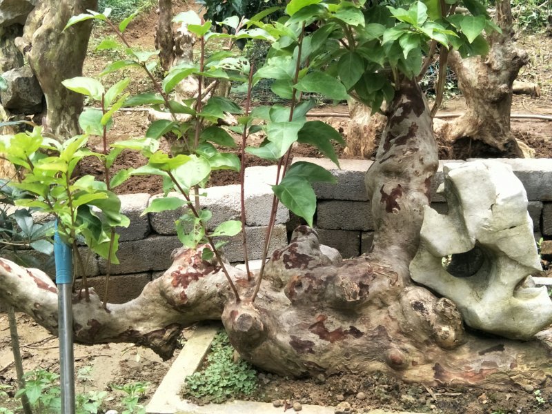 紫薇阳台桩和盆景装。