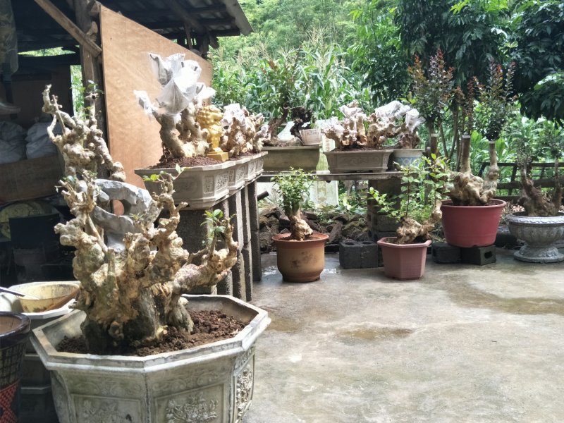 紫薇阳台桩和盆景装。