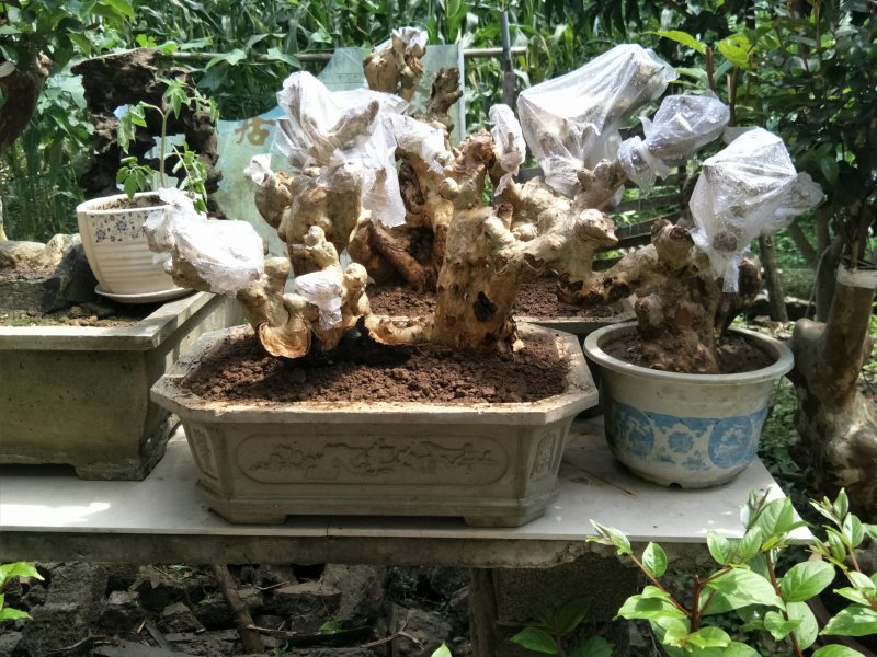 紫薇阳台桩和盆景装。