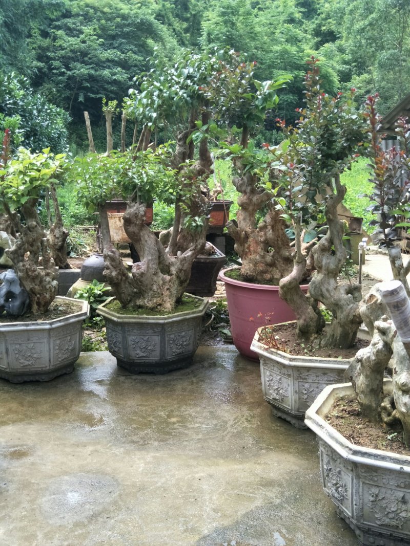 紫薇阳台桩和盆景装。