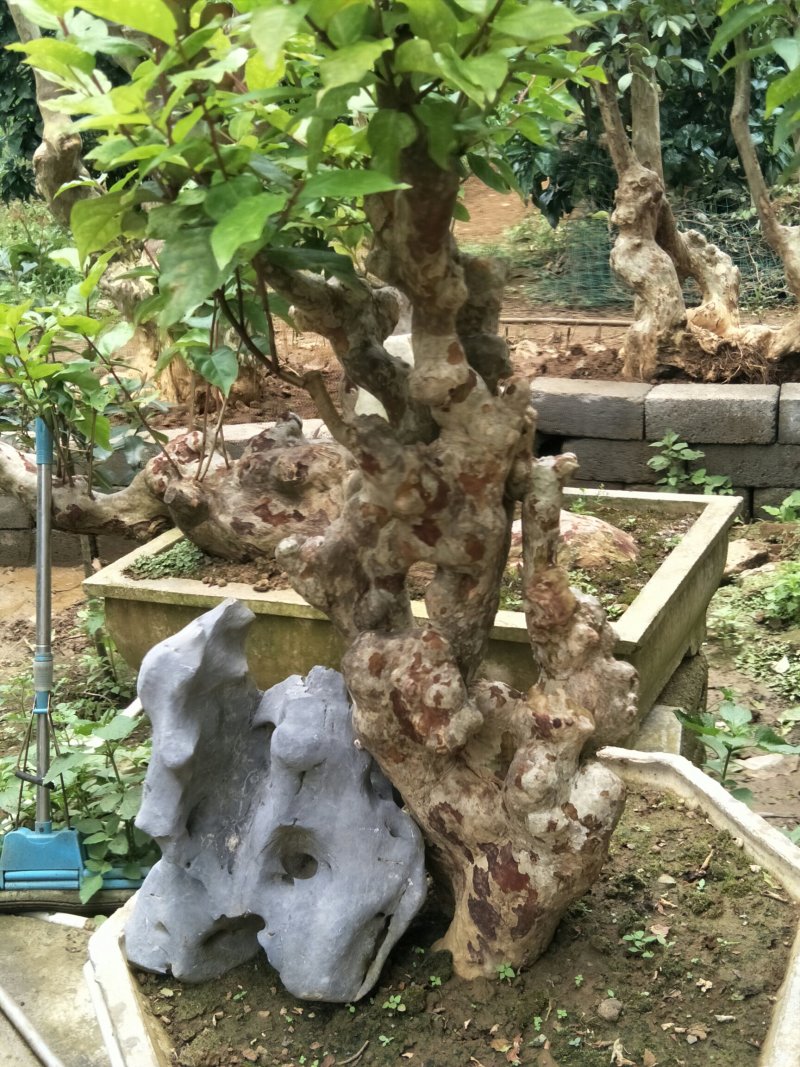 紫薇阳台桩和盆景装。