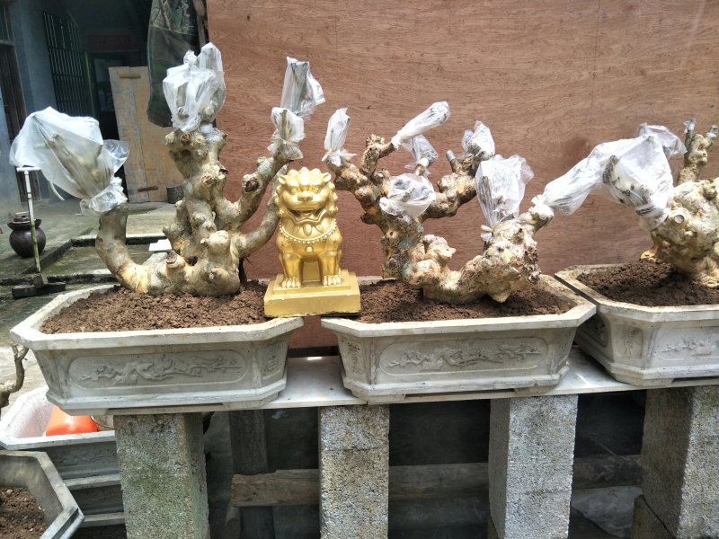 紫薇阳台桩和盆景装。
