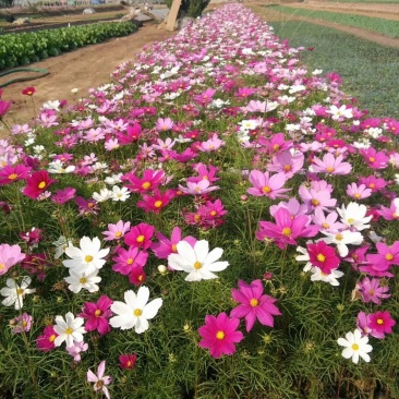 波斯菊，格桑花，基地直销，常年供应各种绿化苗木