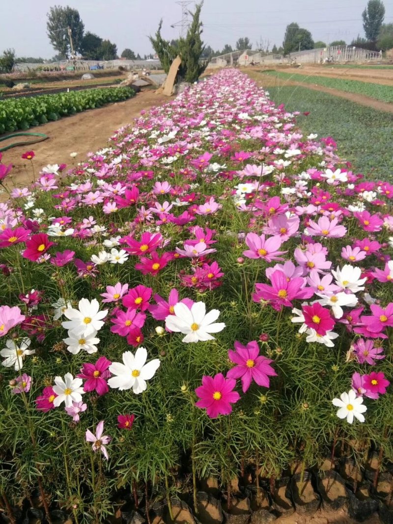 波斯菊，格桑花，基地直销，常年供应各种绿化苗木