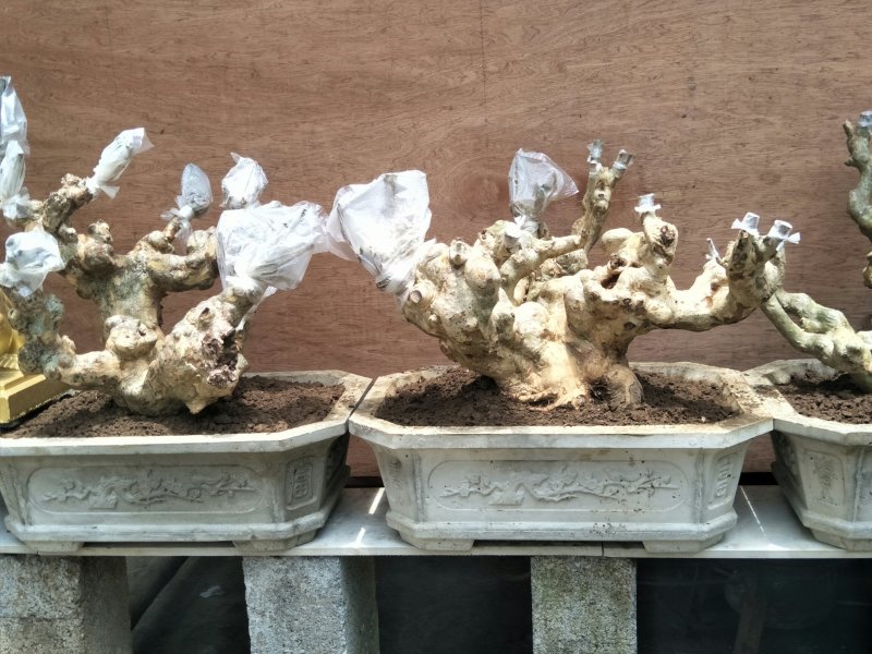 紫薇阳台桩和盆景装。