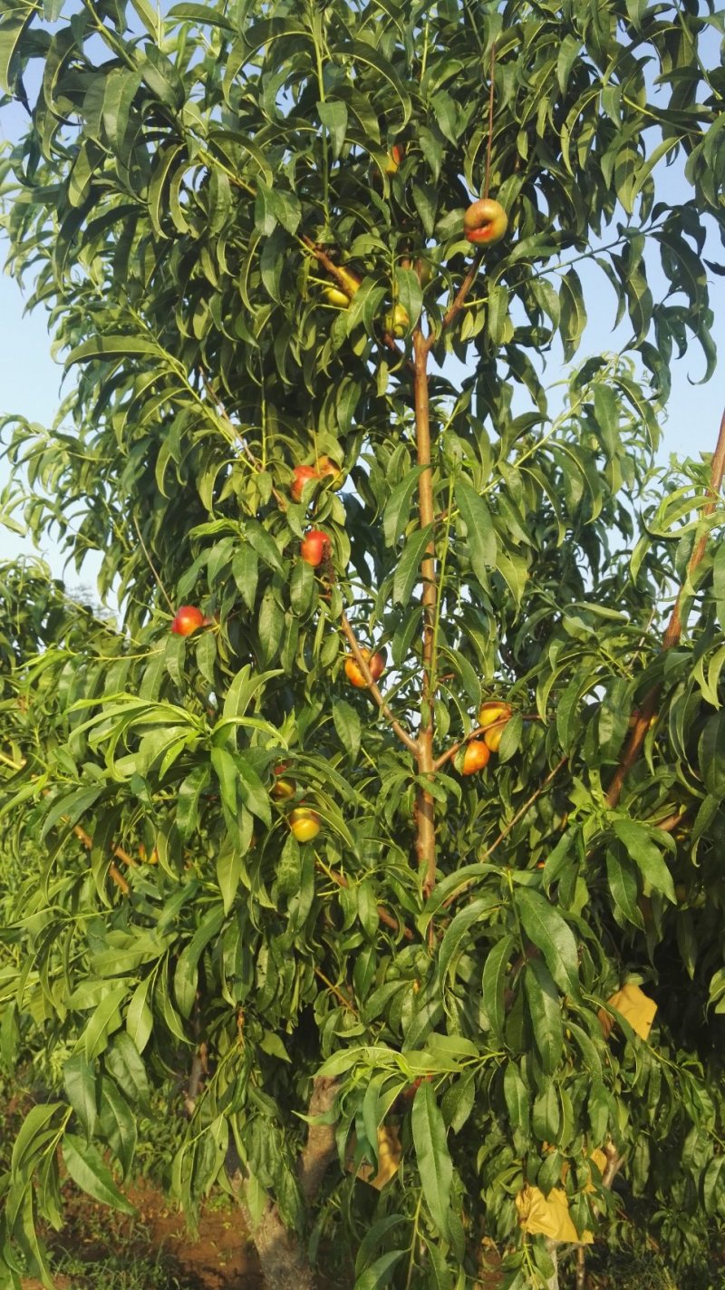 桃树苗，36-5早熟黄油蟠，风味天后，油蟠7号，现场起苗