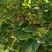 预售2019年库尔勒香梨240-260吨