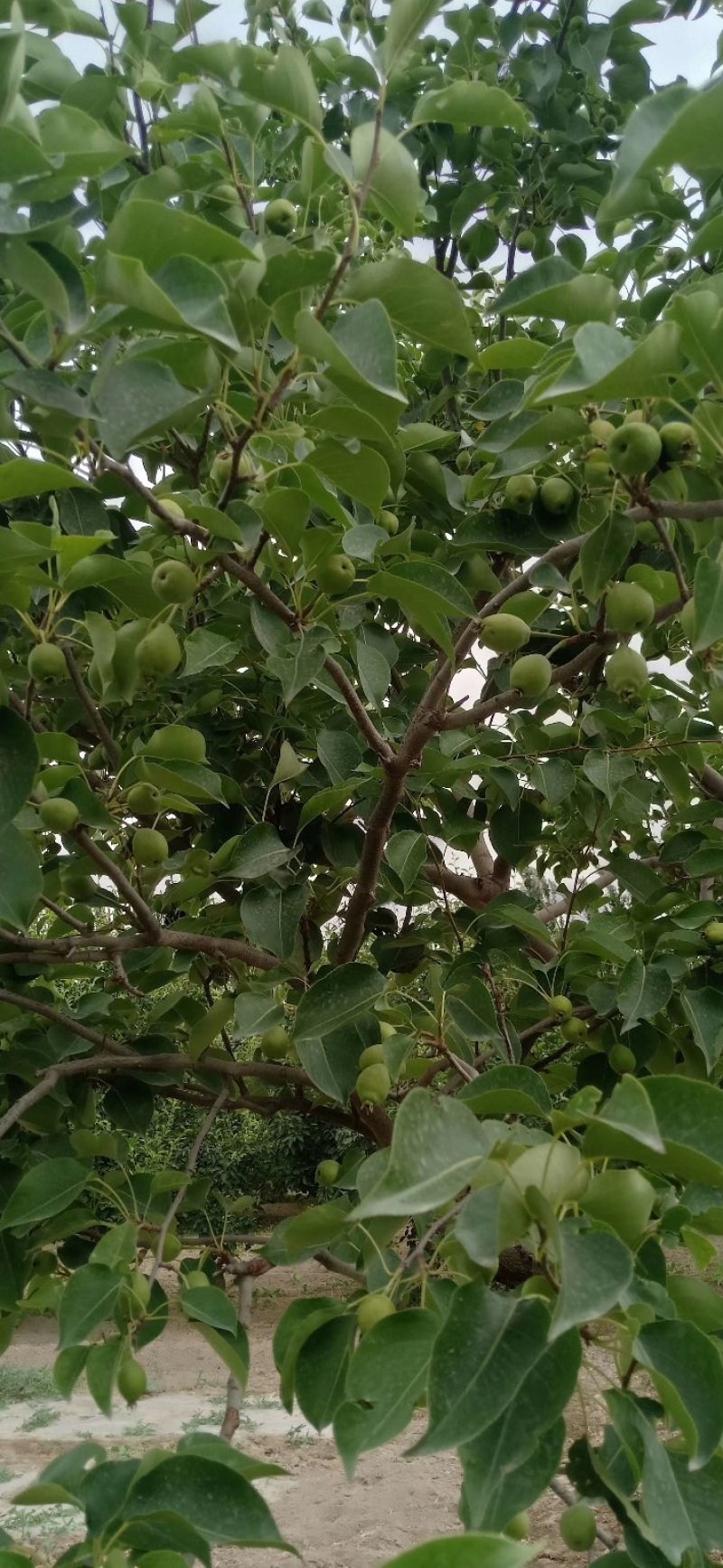 预售2019年库尔勒香梨240-260吨