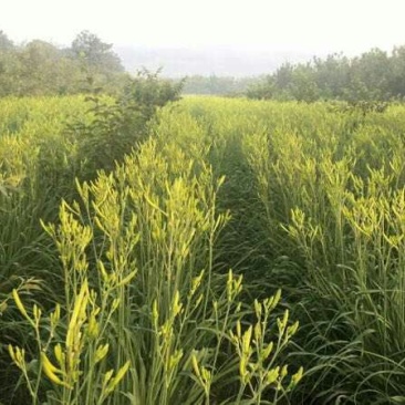 黄花菜金针菜