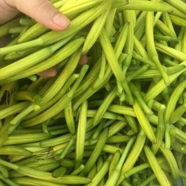 金针菜黄花菜